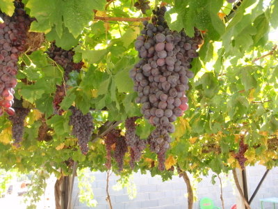 Red Grape Vine.